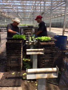 JPS PVC rollers in use at nursery
