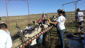 JPS plastic rollers on lamb docking conveyor